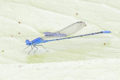 Pseudagrion cingillum