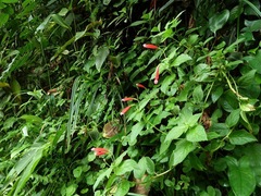Centropogon coccineus