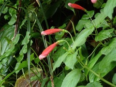 Centropogon coccineus