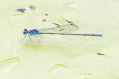 Pseudagrion cingillum