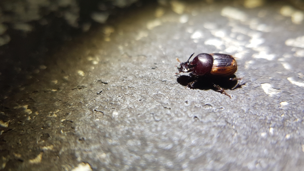 Onthophagus limbatus