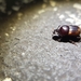 Onthophagus limbatus - Photo (c) shawnnnnnnnnnnnnnnn, osa oikeuksista pidätetään (CC BY-NC)