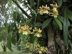 Oncidium lineoligerum