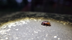 Onthophagus limbatus