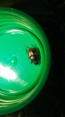 Onthophagus limbatus