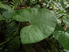 Xanthosoma undipes