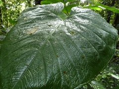Xanthosoma undipes