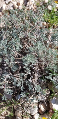 Artemisia sieberi