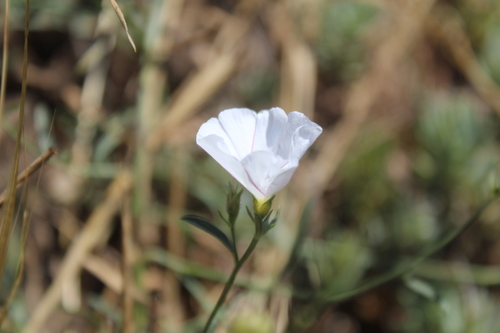 Convolvulus cantabrica iNat (1)