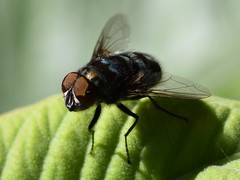 Chrysomya chloropyga