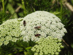 Cosmoclopius poecilus