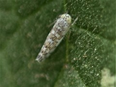 Eupteryx decemnotata