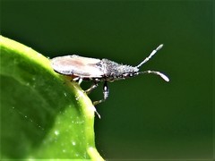 Oxycarenus