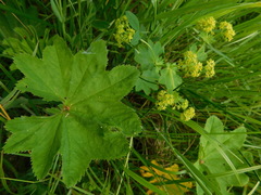 Alchemilla xanthochlora