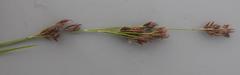 Rhynchospora brownii