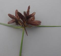 Cyperus nitidus