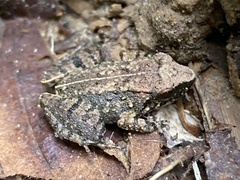 Limnonectes hascheanus