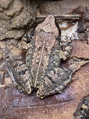 Limnonectes hascheanus