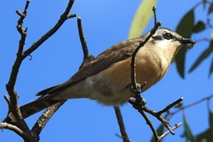 Chrysococcyx osculans