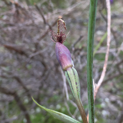 Calochilus therophilus
