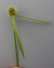 Cyperus melanospermus