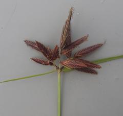 Cyperus nitidus