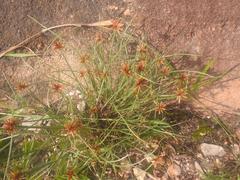 Cyperus semitrifidus