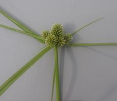 Cyperus sesquiflorus sesquiflorus