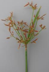Cyperus unioloides