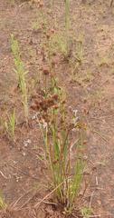 Juncus punctorius