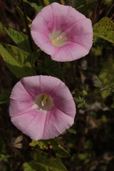 Calystegia subvolubilis