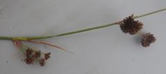 Juncus punctorius