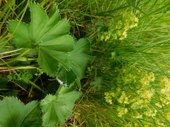Alchemilla glabra