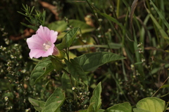 Calystegia subvolubilis