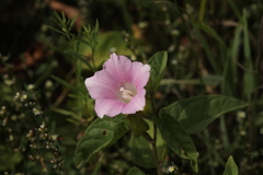 Calystegia subvolubilis