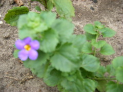 Chaenostoma cordatum