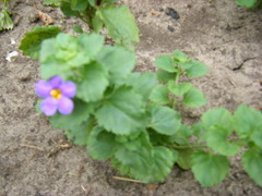 Chaenostoma cordatum