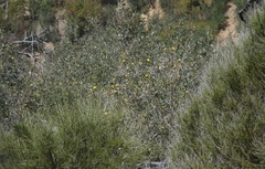 Dendromecon harfordii