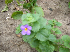 Chaenostoma cordatum