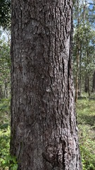 Corymbia trachyphloia