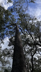 Corymbia trachyphloia