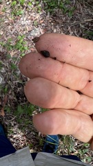 Corymbia trachyphloia