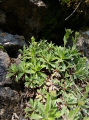 Schivereckia podolica