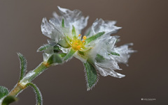 Paronychia macrosepala