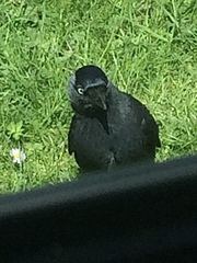 Corvus monedula monedula