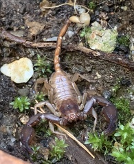 Euscorpius sicanus