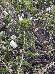 Wahlenbergia calcarea