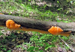 Fusicolla merismoides