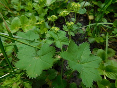 Alchemilla glaucescens