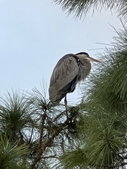 Ardea herodias